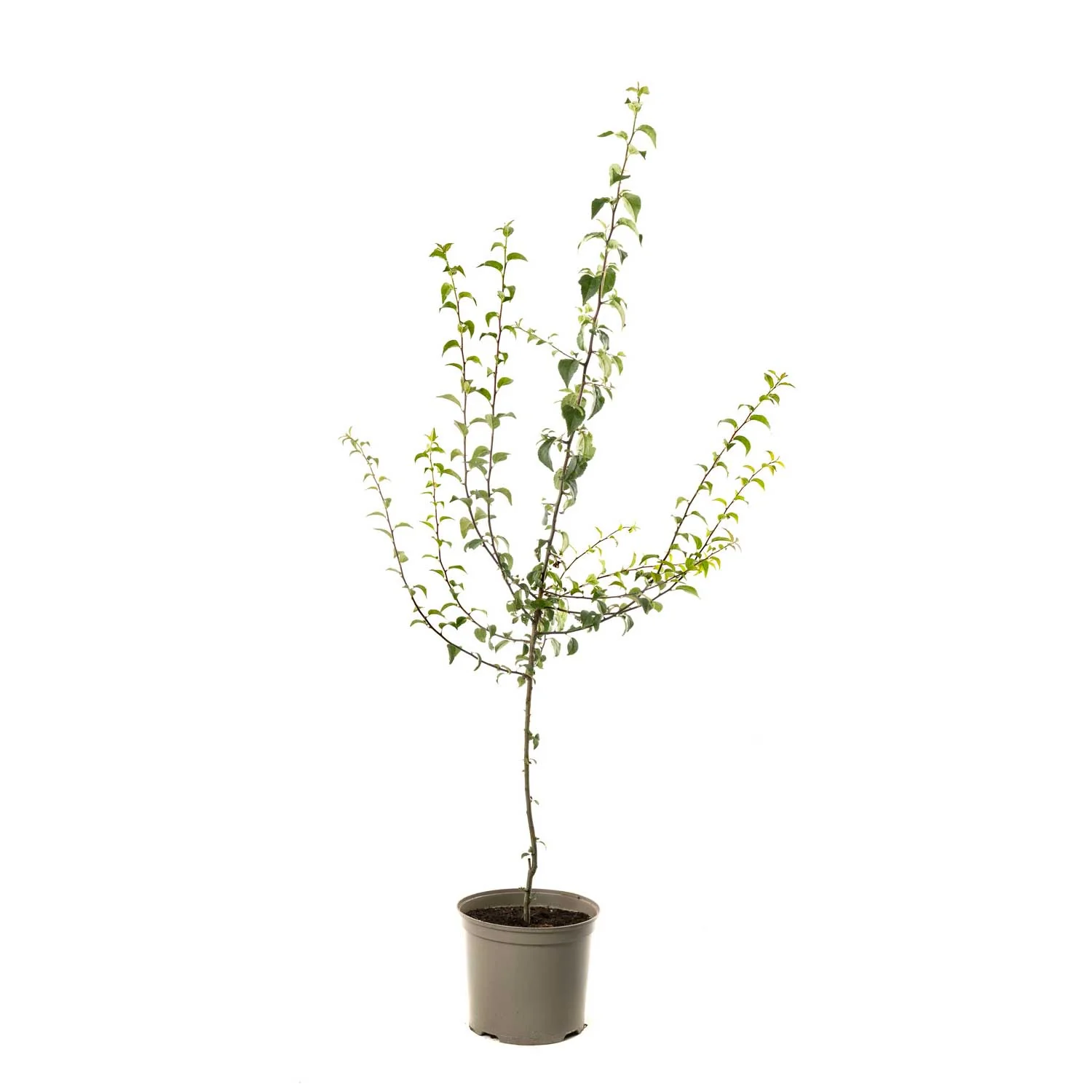 Larger Trees/ Mature Hedging